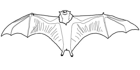 Flying Fox Coloring Page